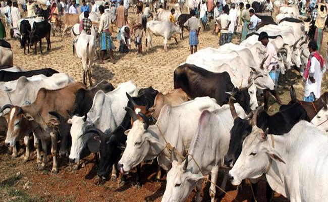 India Ranks Among Top Beef Exporters