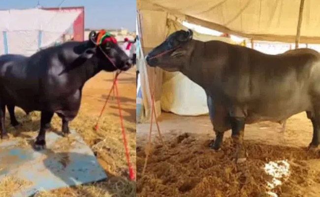 India's Costliest Bull 'Anmol': A Luxurious Life and a Farming Icon