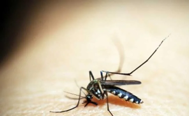 Vadodara sets up 28-bed dedicated treatment ward to tackle dengue