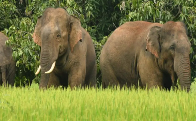 Wild elephants create havoc in Andhra district