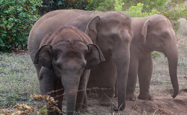 Five devotees killed in Elephant Attack