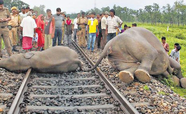 India lost 200 elephants in train accidents in 10 years