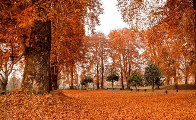 Kashmir's golden yellow autumn starts making way for winter 