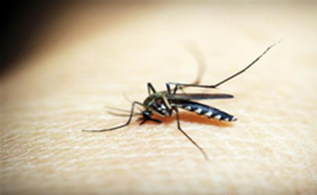 WHO warns over malaria surge in Ethiopia