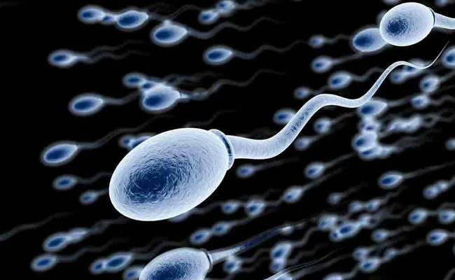 Link Between Sperm Quality and Longevity?