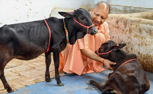 Yogi Government to Establish Gaushalas on 'Enemy Properties' in UP